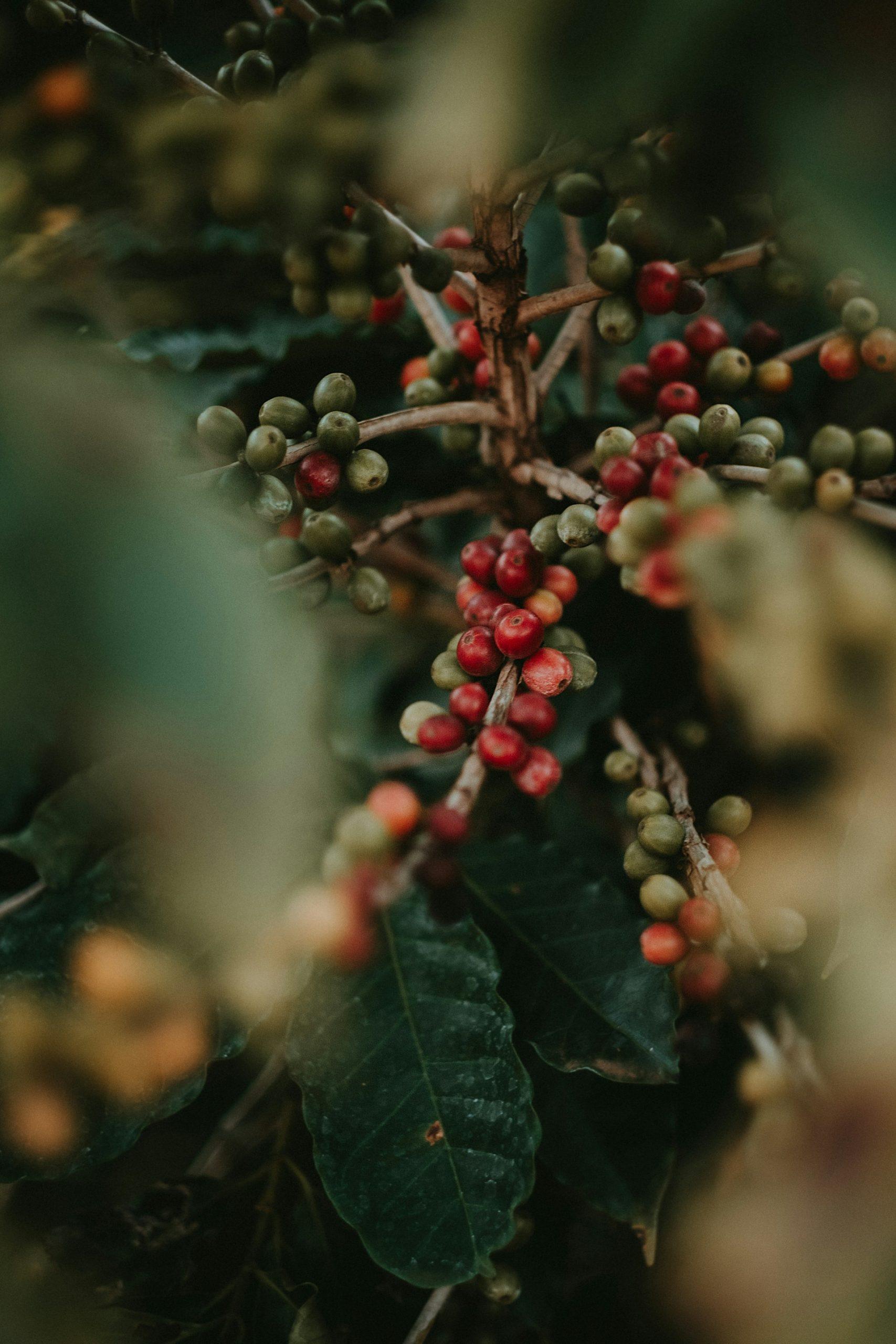 Early Bird Coffee Beans