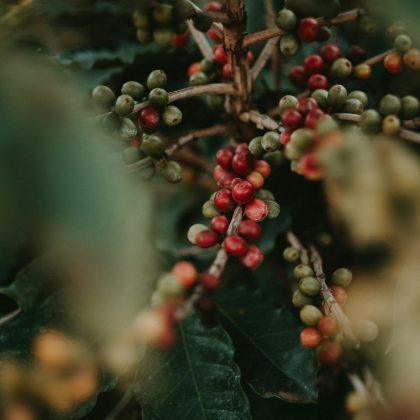 Arabica Gayo Organic Coffee
