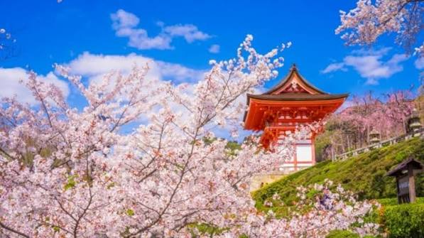 Kyoto Cherry Blossom Experience: Japan’s Most Beautiful Spring Destination
