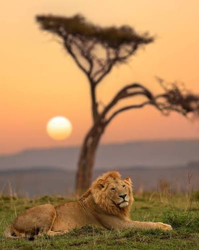Safari Adventure in Maasai Mara: Witness Africa’s Untamed Beauty